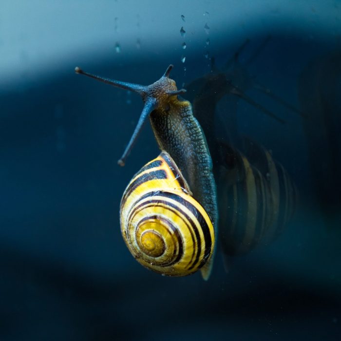 yellow and brown snail top of body of water